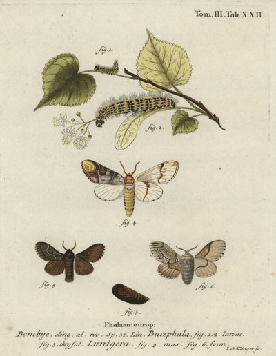 Polilla punta de búfalo, Phalera bucephala, y Cosmotriche lobulina de Johann Georg Klinger