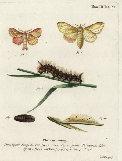Polilla bebedora, Euthrix potatoria de Johann Georg Klinger