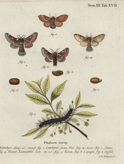Polillas de huevo oriental y huevo pequeño. de Johann Georg Klinger