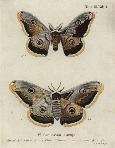 Polilla emperador, Saturnia pavonia de Johann Georg Klinger