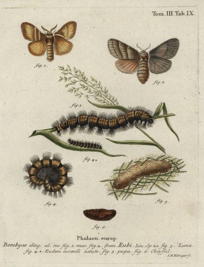 Polilla de zorro, Macrothylacia rubi de Johann Georg Klinger