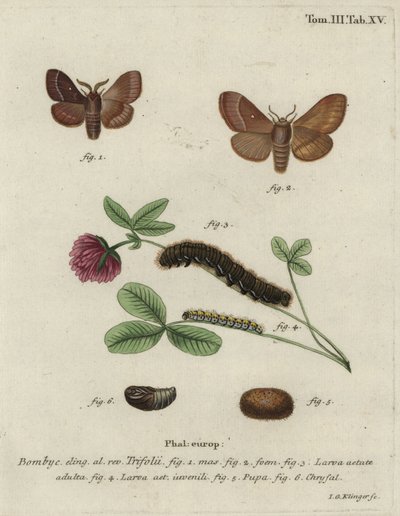 Huevo de hierba, Lasiocampa trifolii. de Johann Georg Klinger