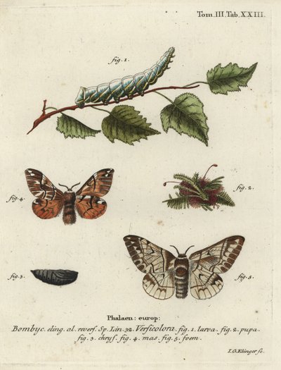 Gloria de Kent, Endromis versicolora de Johann Georg Klinger