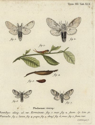 Polilla menor de los sauces, Cerura erminea de Johann Georg Klinger