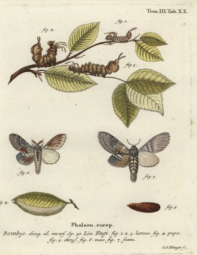 Polilla langosta, Stauropus fagi de Johann Georg Klinger