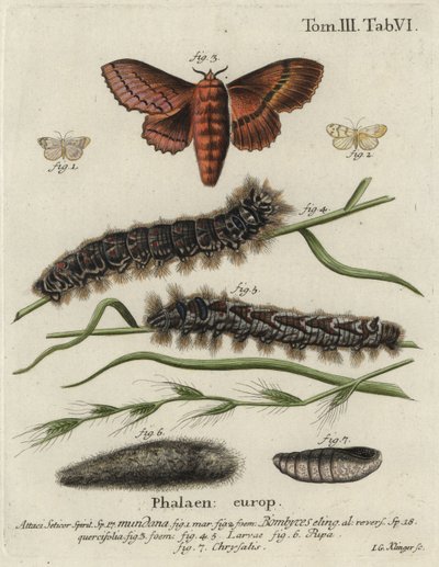 Polilla de muselina y polilla de roble de Johann Georg Klinger