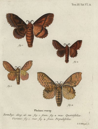 Polillas de roble y álamo de Johann Georg Klinger
