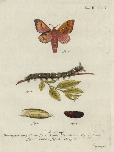 Polilla Odonestis pruni. de Johann Georg Klinger