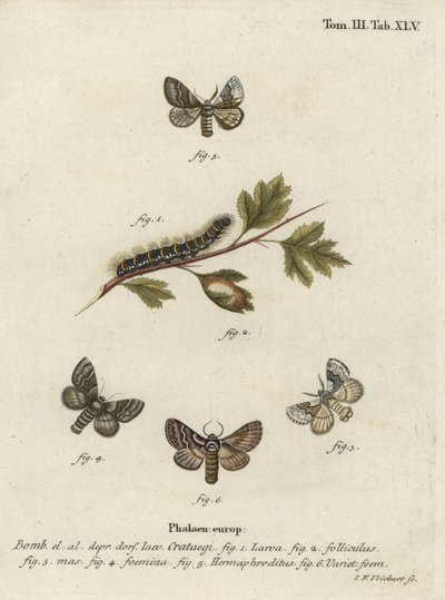 Polilla de roble pálido, Trichiura crataegi. de Johann Georg Klinger
