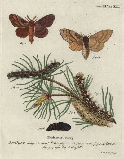Polilla del pino, Dendrolimus pini de Johann Georg Klinger