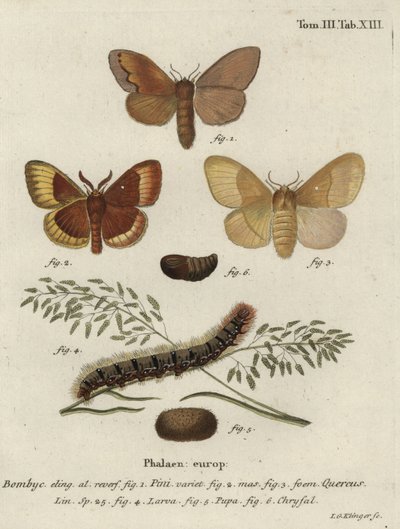 Polilla de pino y polilla de roble de Johann Georg Klinger