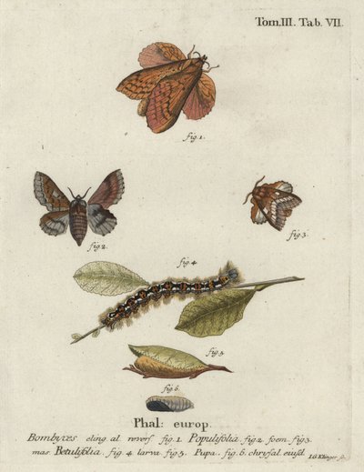 Polilla de lapa de álamo y pequeña polilla de lapa de Johann Georg Klinger