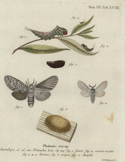 Polilla de gato, Cerura vinula. de Johann Georg Klinger