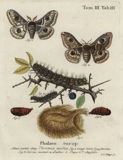 Polilla emperador de endrino, Saturnia spini. de Johann Georg Klinger