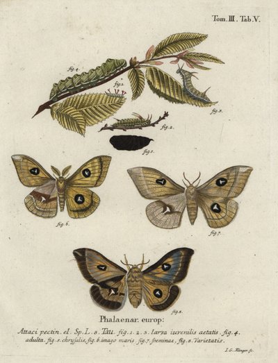 Polilla emperador tau, Aglia tau. de Johann Georg Klinger