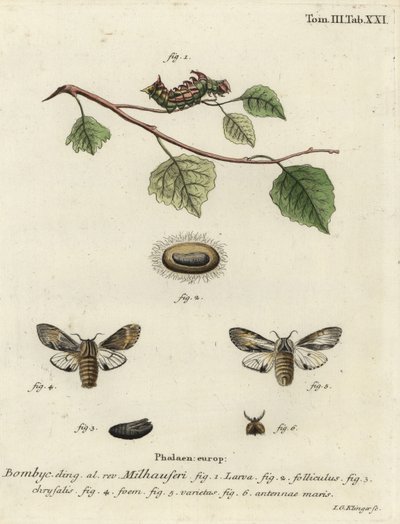 Polilla prominente leonado, Harpyia milhauseri de Johann Georg Klinger
