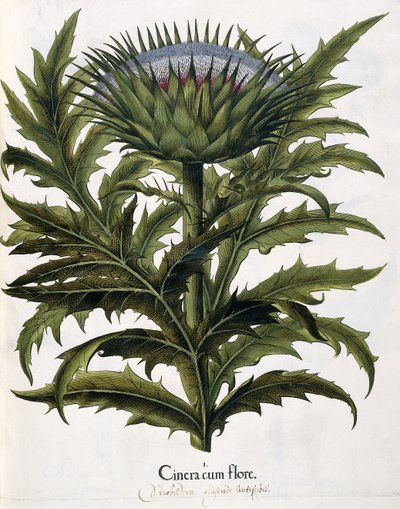 Cinera Cum Flore, 1613 de Johann Georg Ziesenis