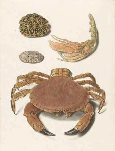 Un cangrejo, unas tijeras de cangrejo y dos caparazones de tortuga de Johann Gustav Hoch