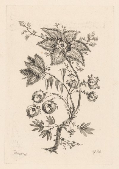 flores en forma de estrella Fleures Baroques (título de la serie) de Johann Heinrich  Hess