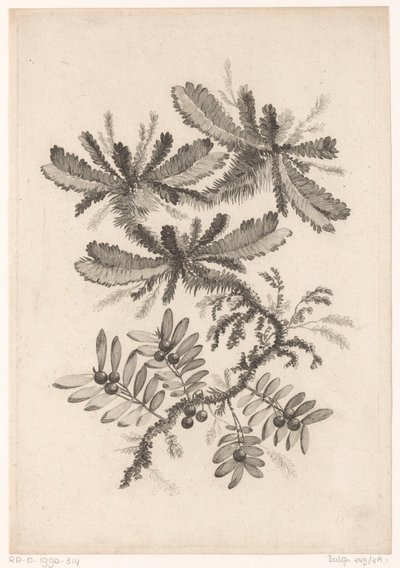 Toma de contacto con el aire
Recueil De Nouvelles Fleurs De Goût; Pour la Manufacture des Etoffes de Perse (título de la serie) de Johann Heinrich  Hess