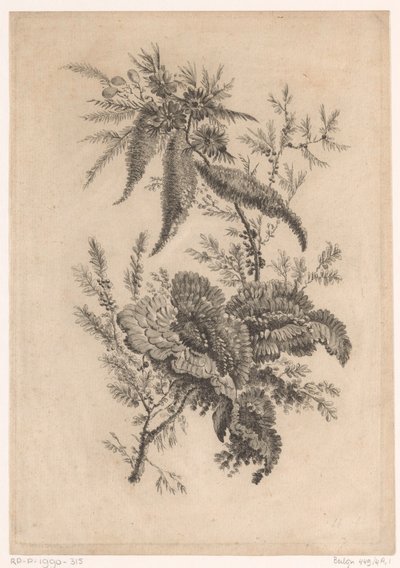Wilde roosachtigen
Recueil De Nouvelles Fleurs De Goût; Pour la Manufacture des Etoffes de Perse (título de la serie) de Johann Heinrich  Hess