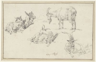 Estudios de un gamo de Johann Heinrich Roos (possibly)
