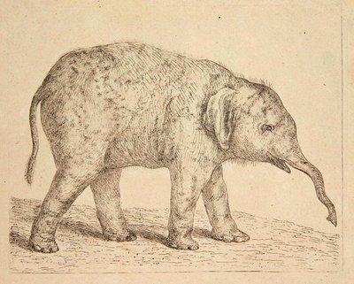 Elefante de Johann Heinrich Wilhelm Tischbein