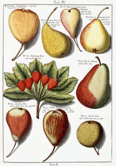 Varias especies de peras, 1760-1766 de Johann Hermann Knoop