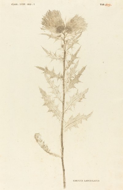 Carduus Lanceolatus de Johann Hieronymus Kniphof