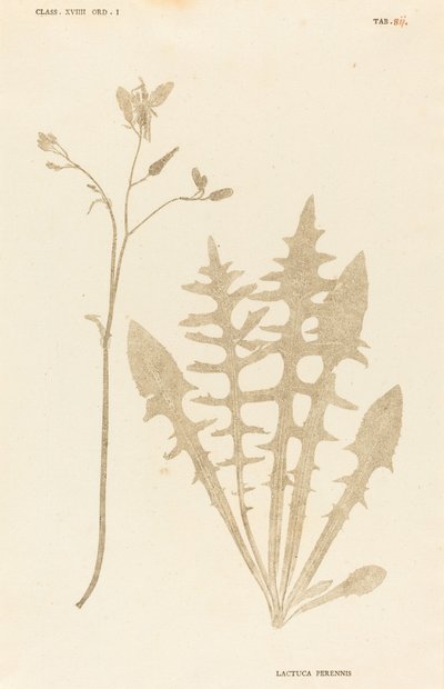 Lactuca perennis de Johann Hieronymus Kniphof