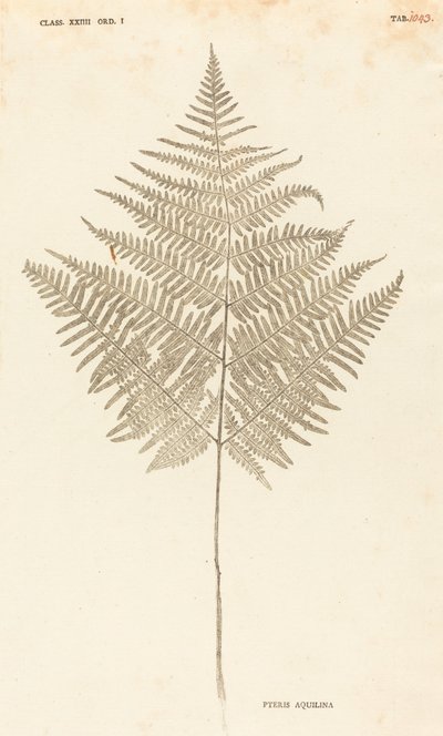 Pteris Aquilina de Johann Hieronymus Kniphof