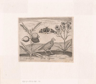 Serie de Estampas con Flores y Animales en un Paisaje Paisaje con limonero, codorniz y verónica Paisajes con animales, plantas y flores (título de serie) de Johann Hogenberg