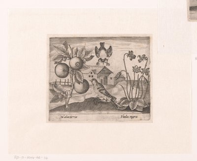 Serie de Estampas con Flores y Animales en un Paisaje Paisaje con cítricos, pájaros y violetas. Paisajes con animales, plantas y flores (título de serie) de Johann Hogenberg