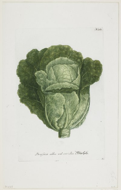 Brassica alba vel viridis, de Phytanthoza Iconographia, 1735-45 de Johann Jakob Haid