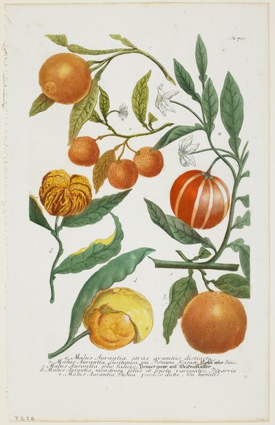 a-e Malus Aurantia etc., de Phytanthoza Iconographia, 1735-45 de Johann Jakob Haid