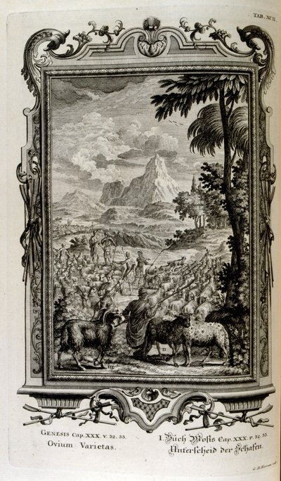 Variedades bíblicas de ovejas de Johann Jakob Scheuchzer
