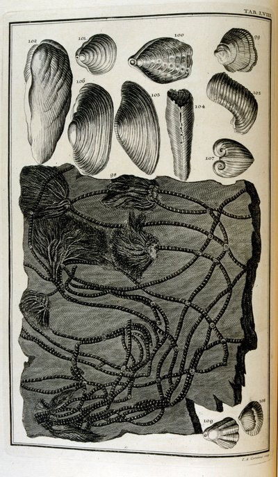 Los huesos fosilizados representaban animales destruidos por el gran diluvio bíblico de Johann Jakob Scheuchzer