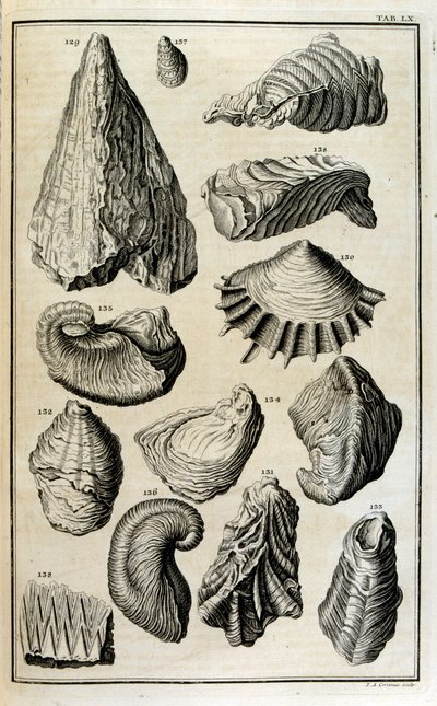 Los restos fosilizados de conchas representaban animales destruidos por el gran diluvio bíblico de Johann Jakob Scheuchzer
