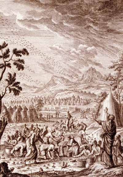 Los hebreos luchan contra una plaga de langostas de Johann Jakob Scheuchzer