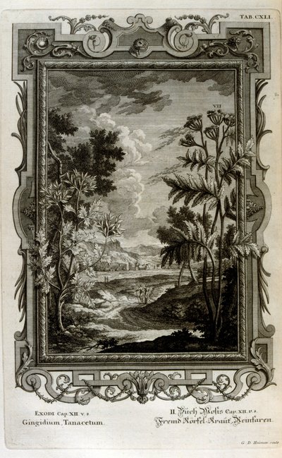 Ilustración de Johann Jakob Scheuchzer