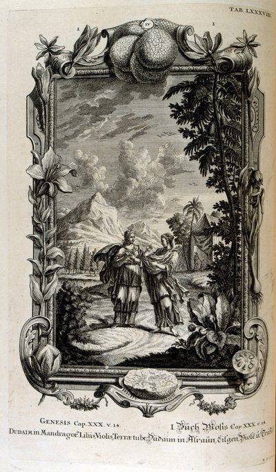 Planta de mandrágora. A menudo se la conoce como mandrágora de Johann Jakob Scheuchzer