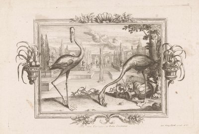 dos flamencos Aves dicta Flaminges ex India Occidentali (título sobre objeto) de Johann Jakob Stelzer