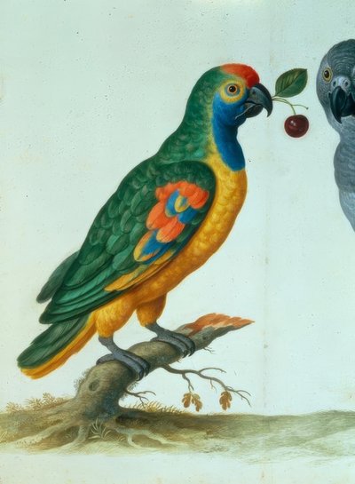 Loro amazónico de Johann Jakob Walther