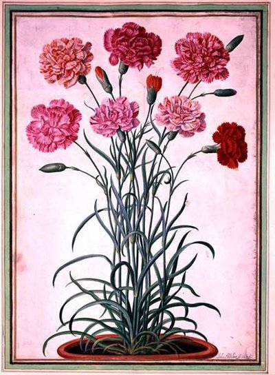 Claveles creciendo de una maceta, lámina 25 del Nassau Florilegium de Johann Jakob Walther