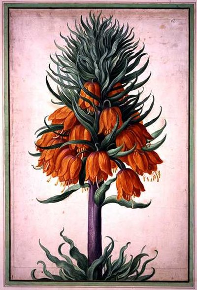 Fritillaria imperialis (corona imperial) lámina 25 del Nassau Florilegium de Johann Jakob Walther