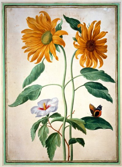 Girasoles, lámina 18 del Florilegio de Nassau de Johann Jakob Walther