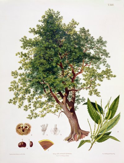Castaño Dulce, grabado por A. Haase de Johann Kautsky
