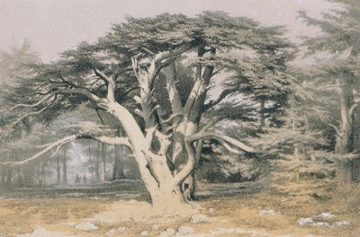 Cedros del Líbano de Johann Martin Bernatz
