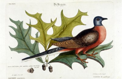 Paloma migratoria, ahora extinta. Zoológico, Seligman 1749 de Johann Michael Seligmann