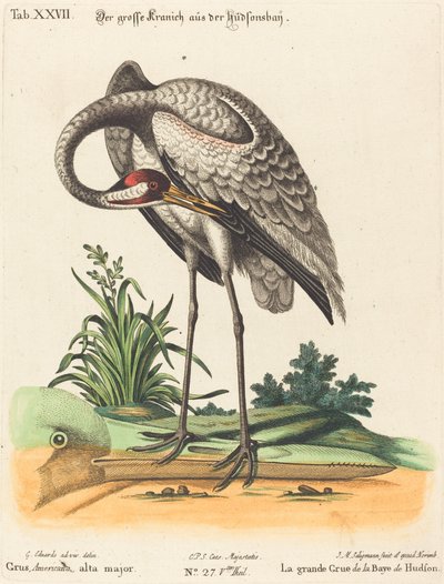 Grus Americana, alta mayor de Johann Michael Seligmann after George Edwards